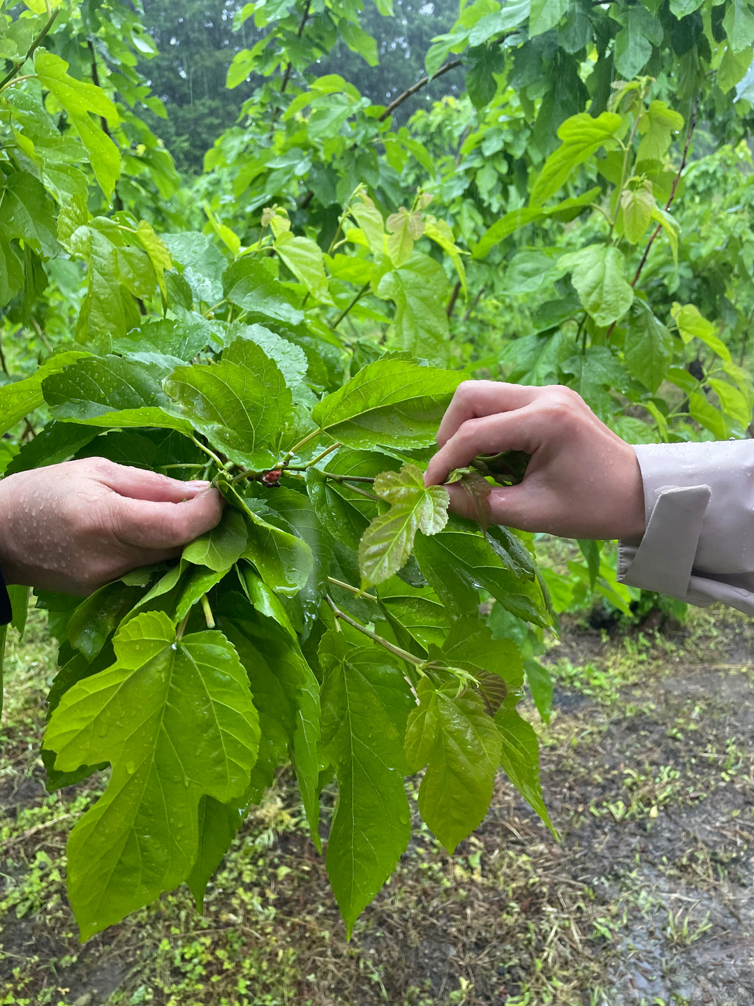 🌿6/28(日)毎年大好評のフィールドワークイベント開催！植物療法士/森田敦子と行く！新城・桑と蚕のフィールドツアー～中央構造線が育んだ風土を歩く～
